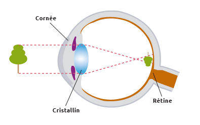 Comprendre l'oeil